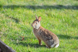 草地上的可爱野兔