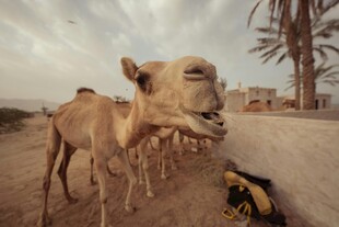 沙漠中排队的骆驼群