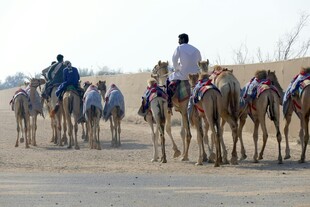 沙漠中行进的骆驼队伍