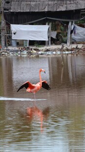 水中漫步的粉色火烈鸟