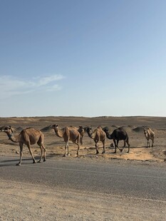 公路上的骆驼群