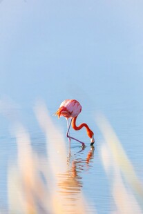 水中优雅的火烈鸟