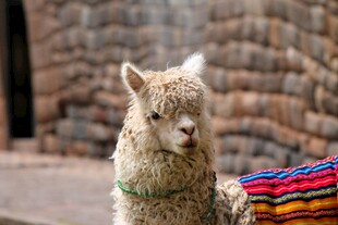 彩色披风装扮的可爱羊驼