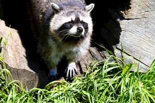 岩石边的可爱浣熊