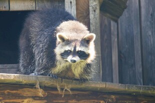 木台上的呆萌浣熊