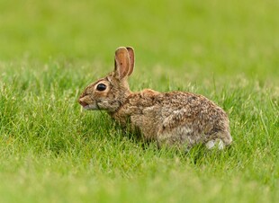 草地上的野兔