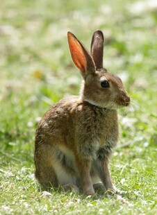 草地上的可爱野兔