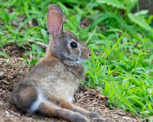 草地上休憩的可爱小兔子