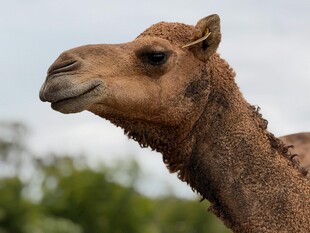 骆驼特写