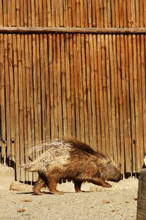 围栏边行走的野猪