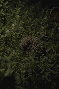 草丛中的神秘小动物
