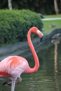 水中优雅的粉红火烈鸟