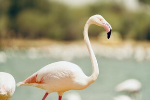 优雅火烈鸟于水边静立