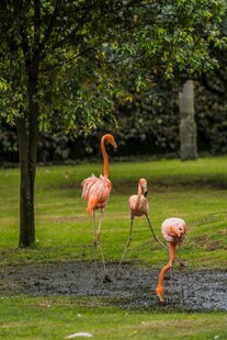 草地上的粉色火烈鸟雕塑