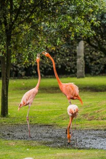 草地上的三只火烈鸟