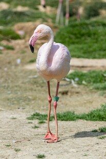 单腿站立的粉色火烈鸟
