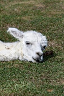 草地上休憩的可爱小羊驼