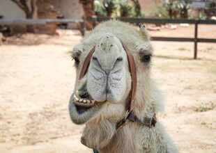 骆驼特写