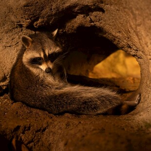 洞穴中休憩的浣熊