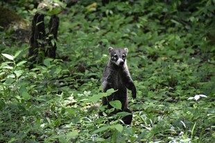 林中站立的可爱小浣熊