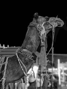 夜晚街边的装饰骆驼