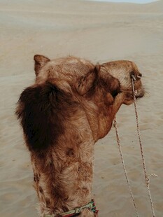 沙漠中的骆驼特写