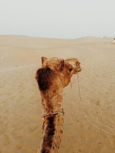 沙漠中的骆驼特写
