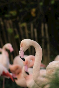 优雅火烈鸟的美丽姿态