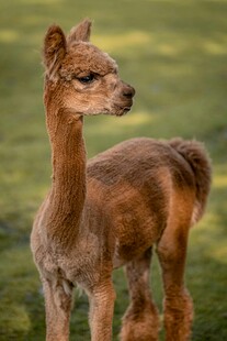 可爱棕色小羊驼站立画面