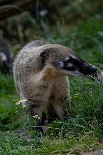 草丛中的食蚁兽