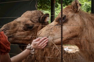人与骆驼亲密互动场景