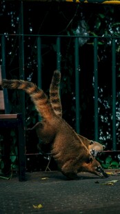 小浣熊后腿站立伸手取物