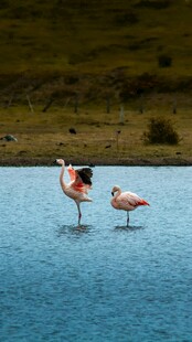 水中漫步的优雅火烈鸟