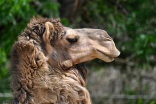 骆驼特写