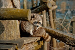 猫头鹰栖息于木制结构处