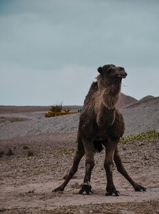 沙漠中站立的骆驼