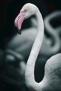 优雅火烈鸟特写