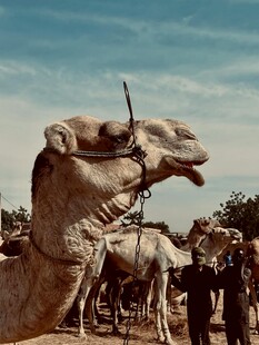 沙漠中的骆驼与人群