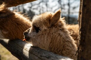 可爱羊驼探头望
