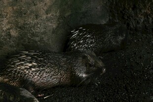 洞穴中的几只穿山甲