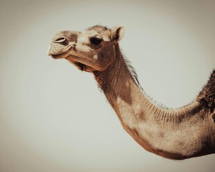 骆驼特写
