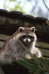 可爱浣熊坐于木上