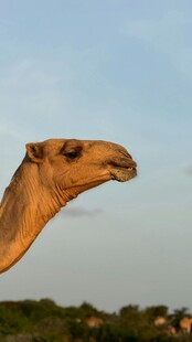 沙漠之舟骆驼的特写
