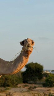 沙漠中的单峰骆驼特写