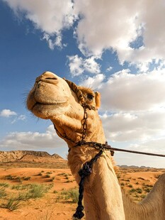 沙漠中的骆驼特写