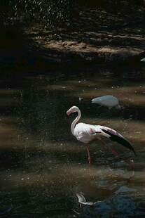 水中单立的优雅白鸟