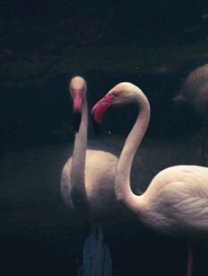 优雅火烈鸟水中相依