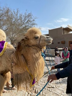 牵骆驼的人
