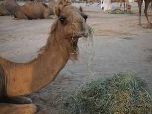 骆驼悠闲进食干草
