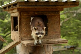 浣熊探身于木制鸟舍